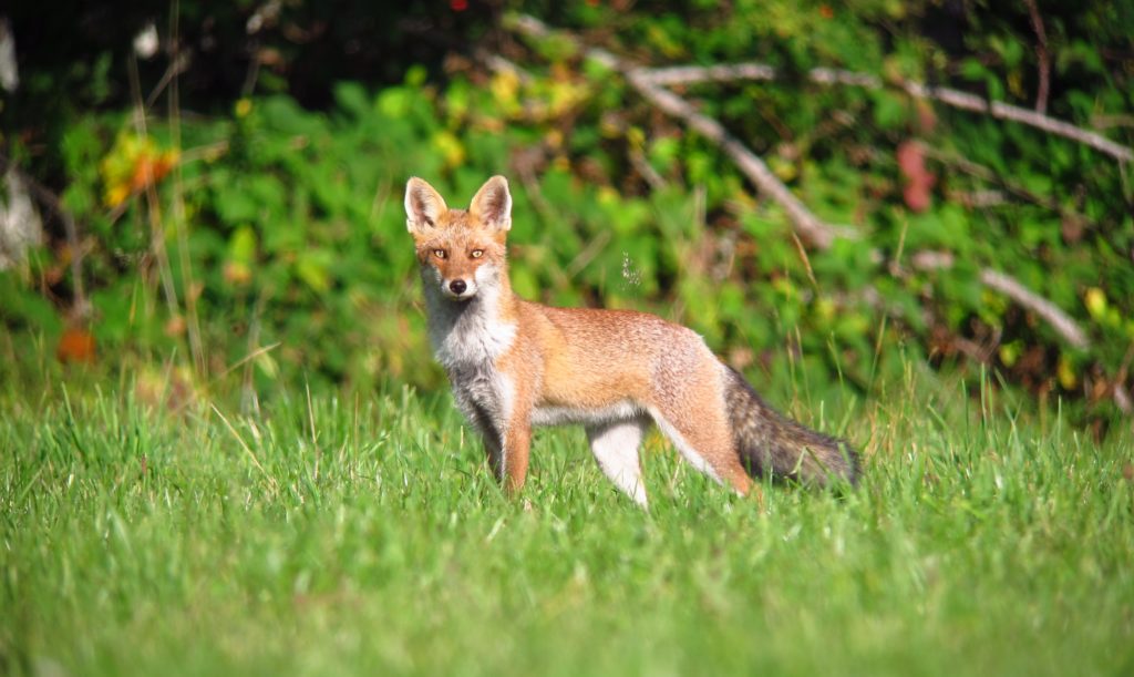 renard-roux-les-mammif-res-de-rh-ne-alpes