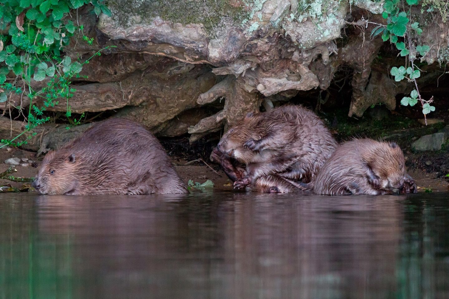 Castor d'Eurasie_Loire_Juin 2013_© Vincent Miquel Les mammifères de