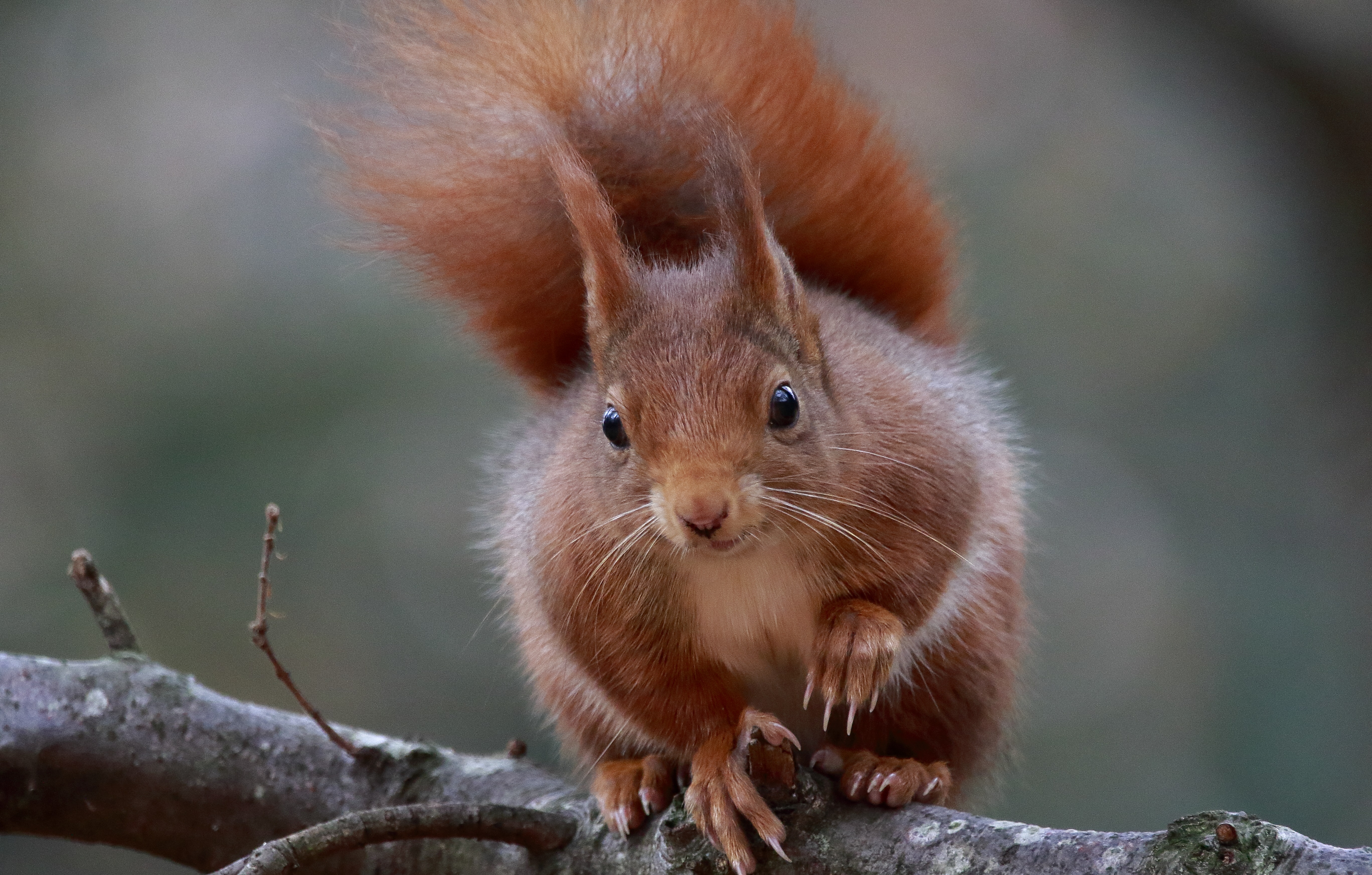 Pourquoi les écureuils ont-ils le pelage gris en Angleterre ?