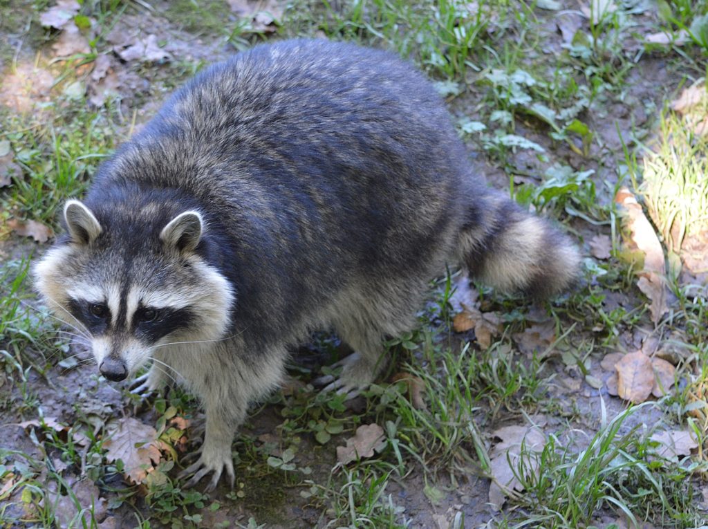 Raton Laveur Les Mammiferes De Rhone Alpes