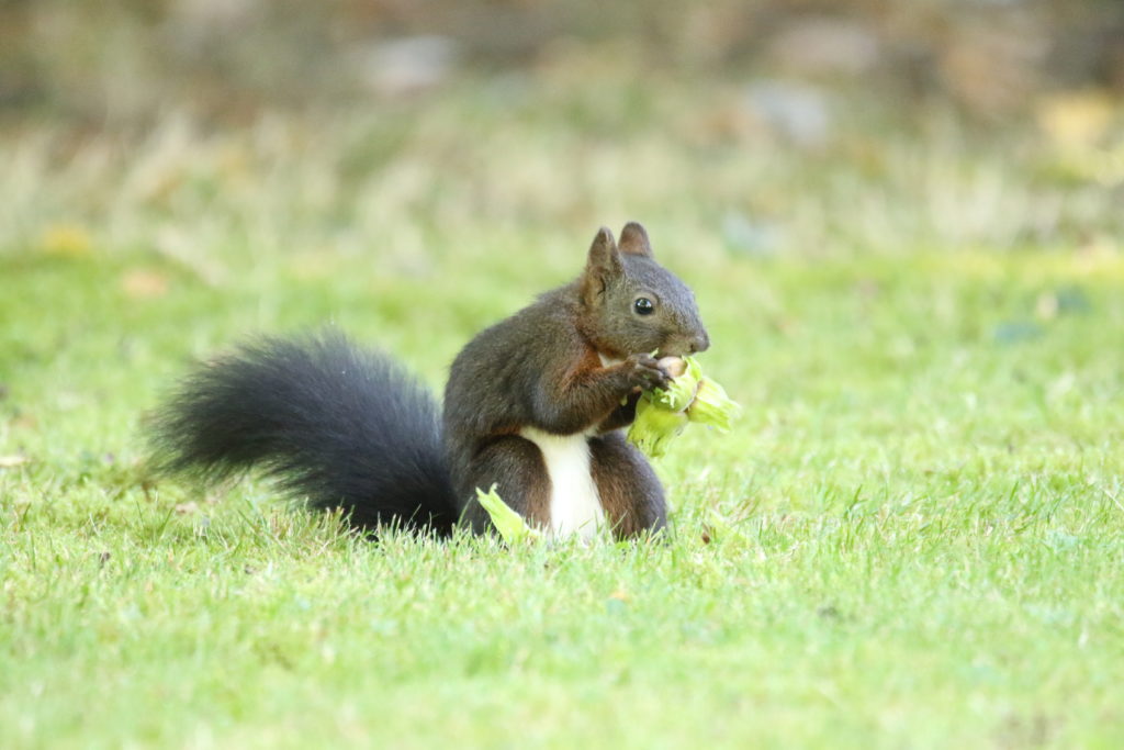 Nourrissage des écureuils roux, Besoin de conseils, Écureuil roux, Les  écureuils en France