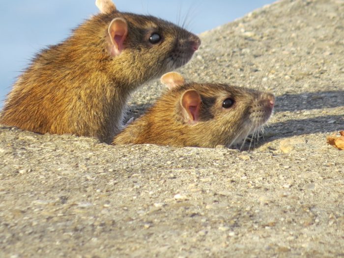 Rat Surmulot Les Mammif res De Rh ne Alpes Rat Surmulot Les Mammif res De Rh ne Alpes