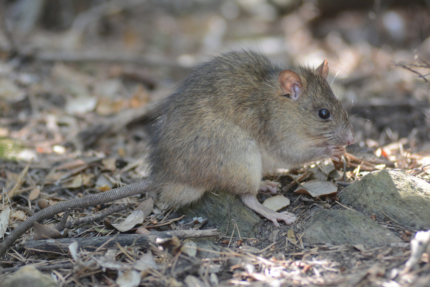 Rat Noir Jean Michel Bompar Les Mammif res De Rh ne Alpes rat-noir-jean-michel-bompar-les-mammif-res-de-rh-ne-alpes