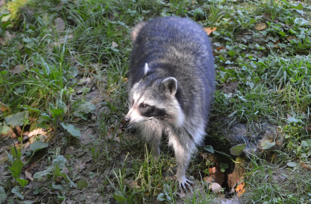 Raton Laveur Les Mammiferes De Rhone Alpes